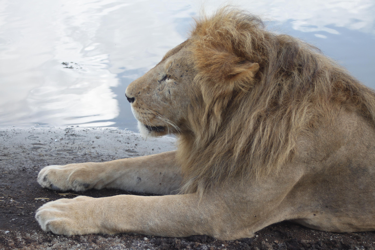 4-tägige Safari durch Tarangire, Serengeti und Ngorongoro