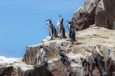 Ballestas Islands: Peru’s Natural Paradise boat tour