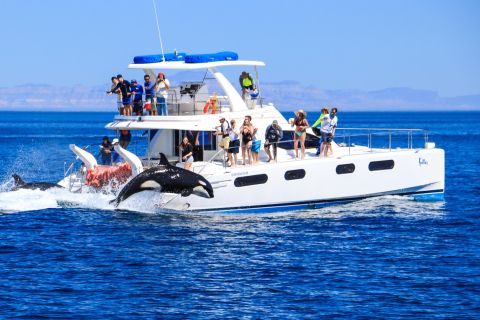 From Los Cabos: La Paz Snorkel and Sea Lion Adventure