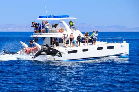 De Los Cabos: La Paz Snorkel e Sea Lion Adventure
