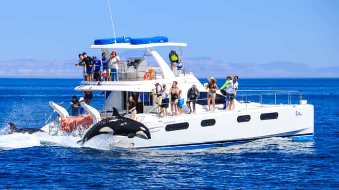 sea of cortes adventure in la paz