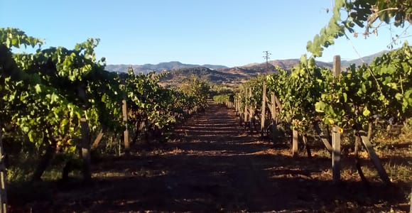 From Taormina: Etna Wineries Small Group Tour