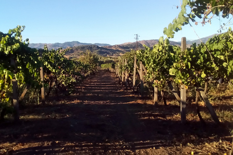 Desde Taormina: Excursión en grupo reducido a las Bodegas del Etna