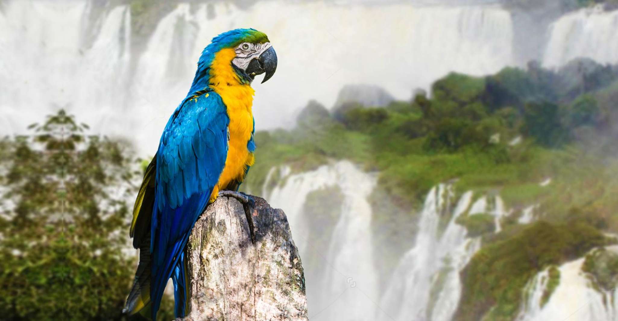 来自Iguazu港的半天巴西瀑布之游 - Hizvo