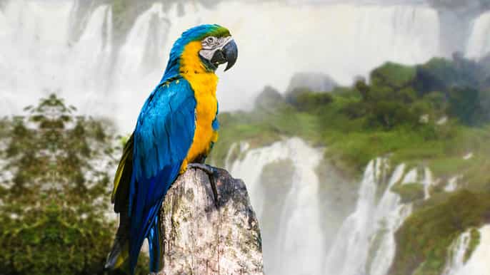 cascate delliguazú brasiliane escursione da puerto iguazú