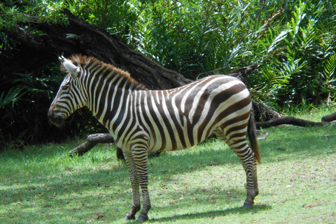 Mombasa: City Tour z wejściem do Fort Jesus i Haller ParkWycieczka z Diani