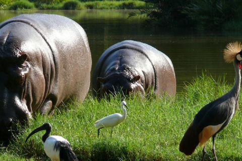 Mombasa: City Tour con entrada a Fort Jesus y Haller ParkTour desde Diani