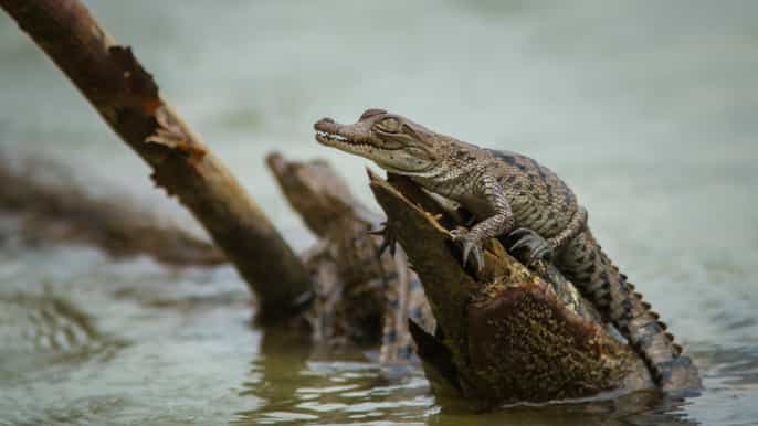 from panama city 5hour ecocruise on gatun lake