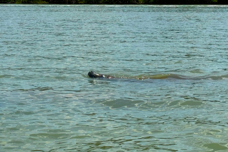 Bonita Springs Clear Kayak Tour with Dolphins & Manatees Crescent Tandem Kayak