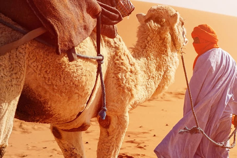 من إشبيلية: جولة لمدة يوم كامل إلى طنجة