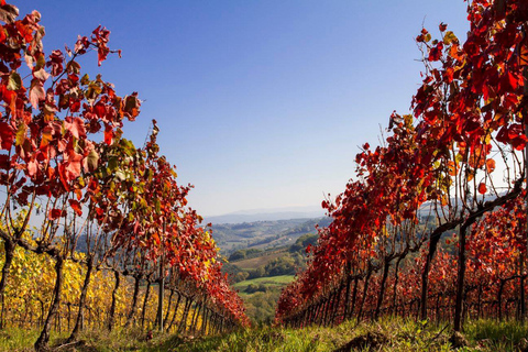 Florence: excursion privée d'une journée dans les vignobles du Chianti en Toscane avec déjeuner