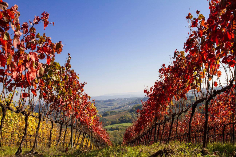 Florence: excursion privée d'une journée dans les vignobles du Chianti en Toscane avec déjeuner