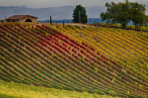 Florence: excursion privée d'une journée dans les vignobles du Chianti en Toscane avec déjeuner