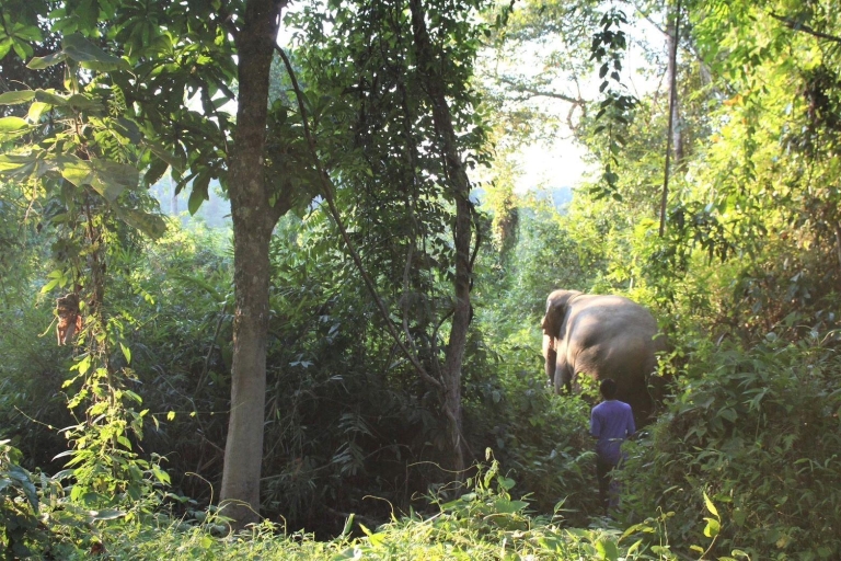 Khao Lak: Einzigartiges Erlebnis im ethischen Elefantenschutzgebiet DawnKhao Lak: Einzigartige ethische Elefantenerfahrung im Morgengrauen