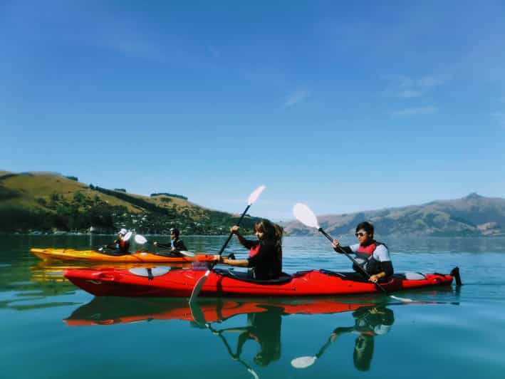 Akaroa 3Hour Guided Sunrise Sea Kayaking Safari GetYourGuide