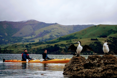 Akaroa: Wycieczka kajakiem po morzu do rezerwatu morskiego AkaroaAkaroa: Kajakarstwo morskie w rezerwacie morskim Akaroa
