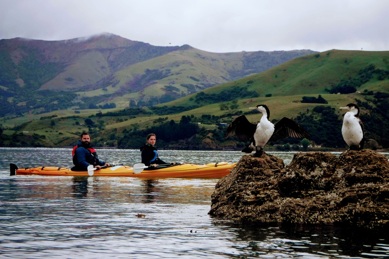 Akaroa: Wycieczka kajakiem po morzu do rezerwatu morskiego AkaroaAkaroa: Kajakarstwo morskie w rezerwacie morskim Akaroa