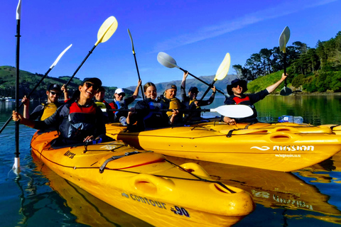 Akaroa: Wycieczka kajakiem po morzu do rezerwatu morskiego AkaroaAkaroa: Kajakarstwo morskie w rezerwacie morskim Akaroa