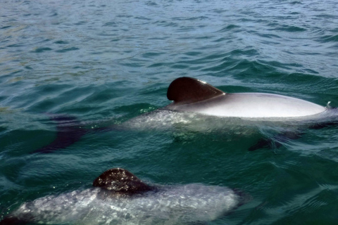 Akaroa: Wycieczka kajakiem po morzu do rezerwatu morskiego AkaroaAkaroa: Kajakarstwo morskie w rezerwacie morskim Akaroa