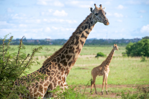 Nairóbi: Parque Nacional, Santuário de Elefantes e Centro de GirafasParque Nacional, girafas e passeio de elefante bebê - sem taxas