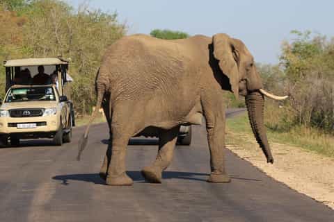 Kruger National Park: Justicia Village Visit & Safari Tour