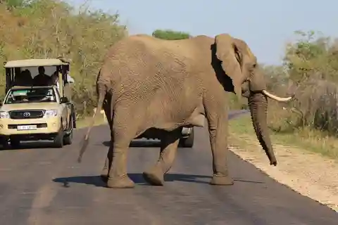 Kruger National Park: Bytur och Kruger-safari på en halvdag