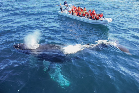 Puerto Vallarta: Whale Watching Photo Safari