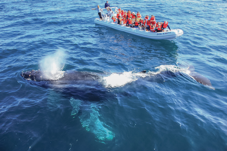 Puerto Vallarta: Whale Watching Photo Safari