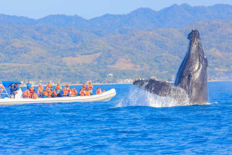 whale photo safari puerto vallarta