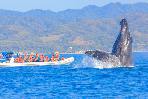 Puerto Vallarta: Whale Watching Photo Safari