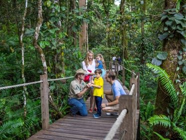 Skyrail Rainforest Cableway Round-Trip Experience - Housity