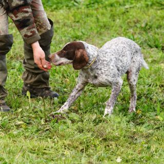 Piedmont: Truffle Hunting and Winery Tour with Tasting