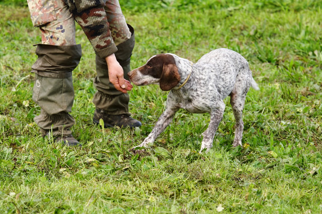 Visit Piedmont Truffle Hunting and Winery Tour with Tasting in Langhe