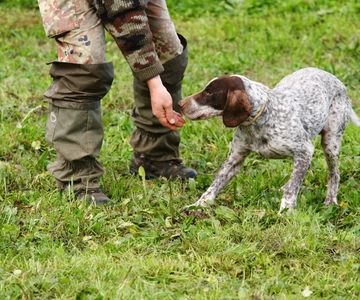 Alba: Truffle Hunting with Cheese, Truffle, & Wine Tastings