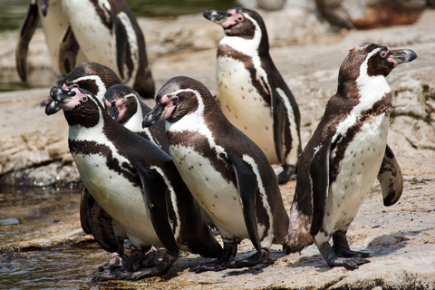 Seattle: Woodland Park Zoo Wildlife Guided Tour