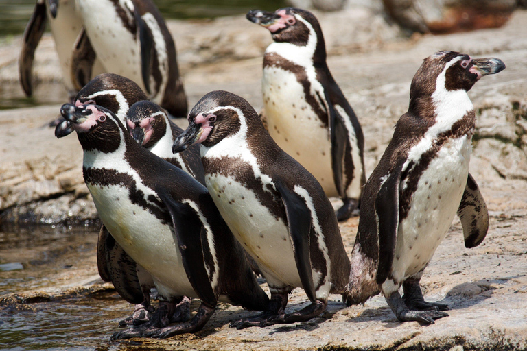 Seattle: Woodland Park Zoo Wildlife Guided Tour
