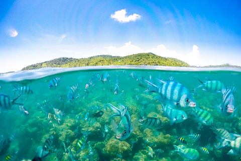 Koh Samui: Pig Island Tour by Speedboat with Snorkeling Private Tour or Cruise Ship Option