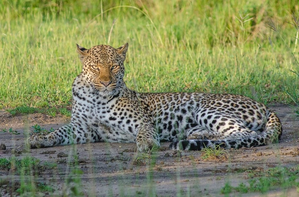 Uganda: 4 Tage Queen Elizabeth National Park erleben | GetYourGuide
