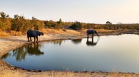 Kruger National Park, 3-Hour Walking Safari - Housity