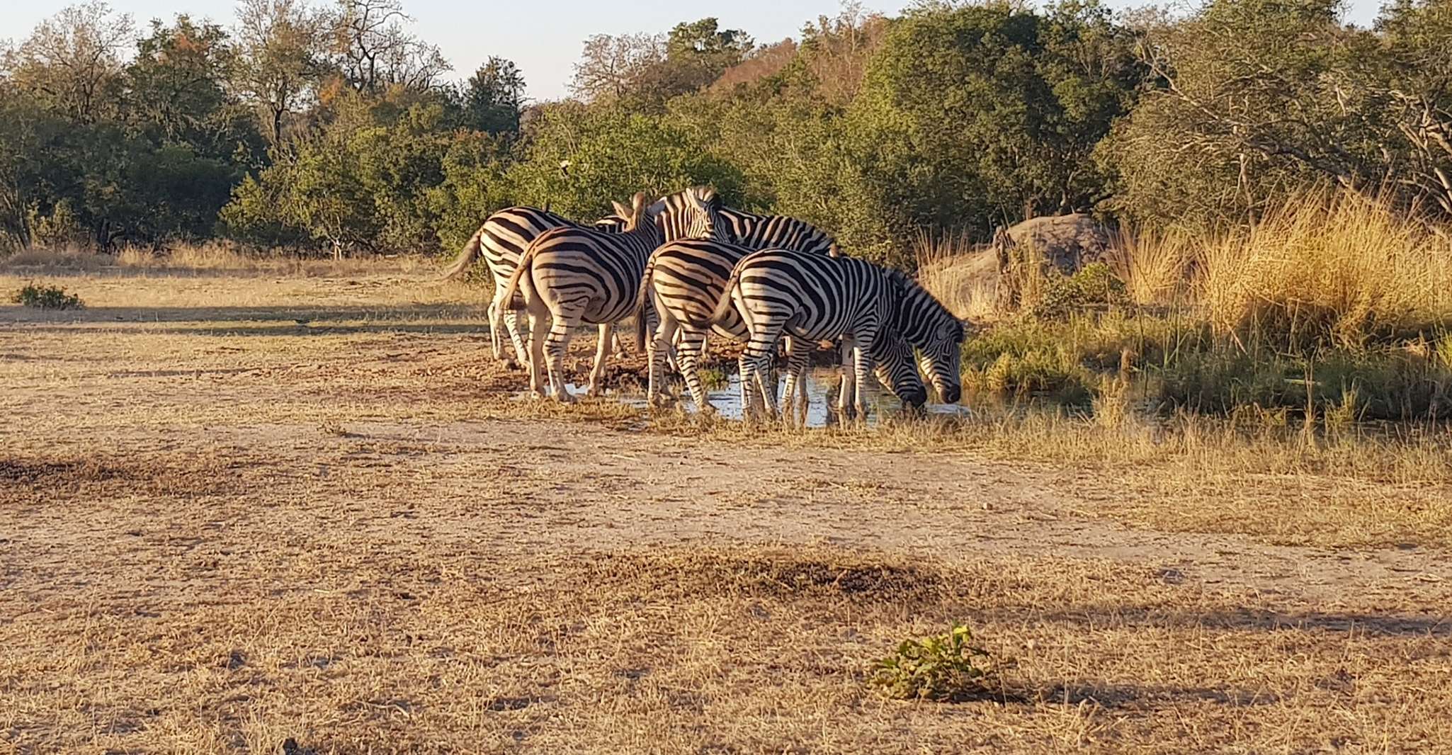 Kruger National Park, 3-Hour Walking Safari - Housity