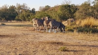 Kruger National Park, 3-Hour Walking Safari - Housity