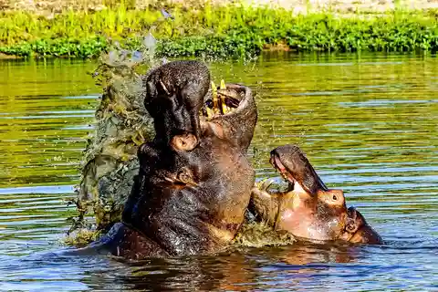 Kruger National Park: 3-timmars vandringssafari