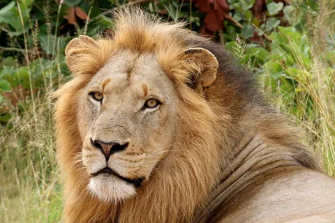 From Hazyview: Private Half-Day Guided Kruger Safari