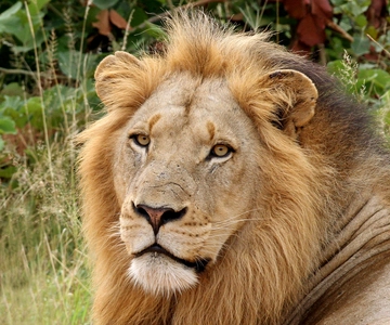 Au départ de Hazyview : Safari privé guidé d'une demi-journée au Kruger