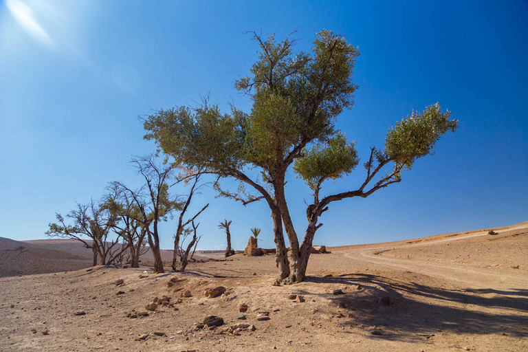 Desde Marrakech: paseo en camello por el desierto de Agafay