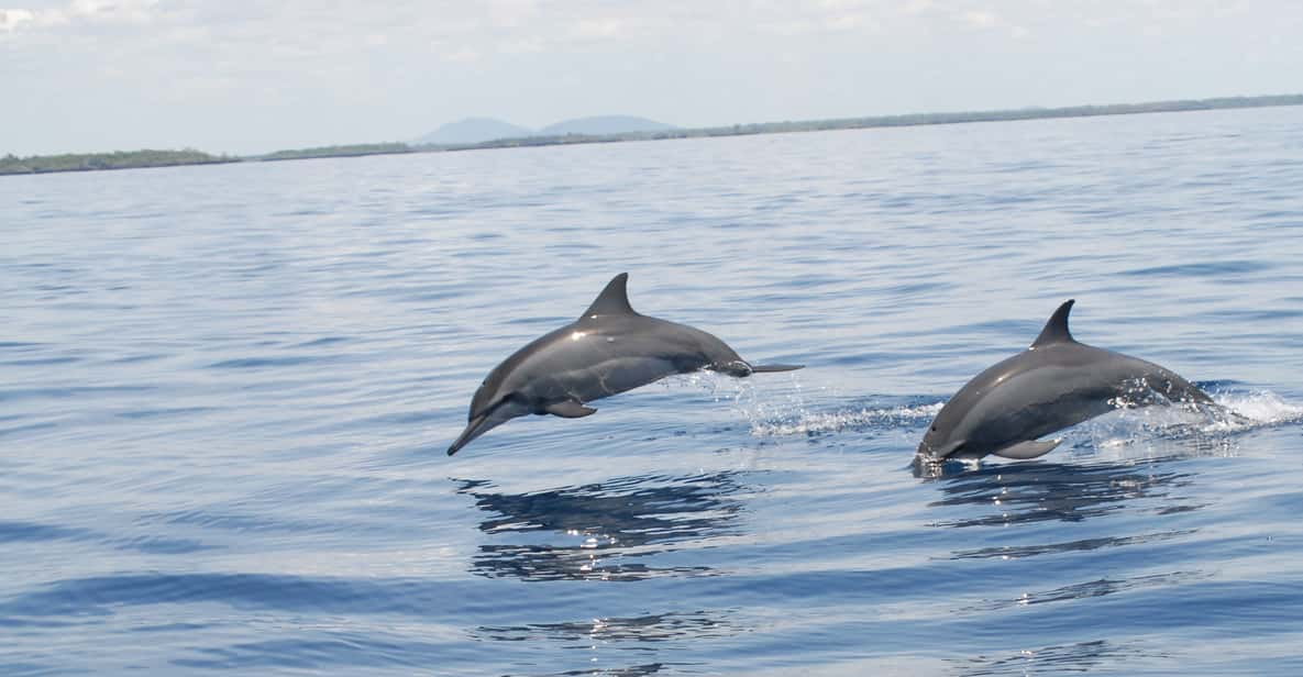 Diani Beach: Kisite Marine Park & Wasini Island Dhow Tour