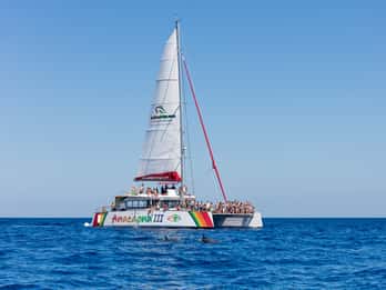 Alcudia: Sunset Catamaran Tour with Dinner and Snorkeling