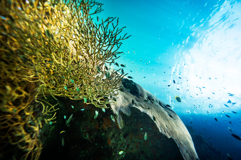 From Phi Phi: Half-Day Trip for Certified Divers (2 Dives) Afternoon Diving for Certified Divers (2 Dives)