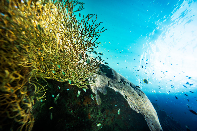 From Phi Phi: Half-Day Trip for Certified Divers (2 Dives) Afternoon Diving for Certified Divers (2 Dives)