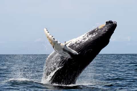 Nayarit: Whale Watching